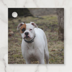 Boxer Gåvor Etiketter