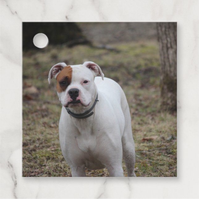 Boxer Gåvor Etiketter (Framsida)