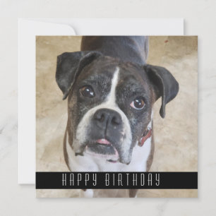 Boxer Grattis på födelsedagen från Hund-födelsedag Meddelande