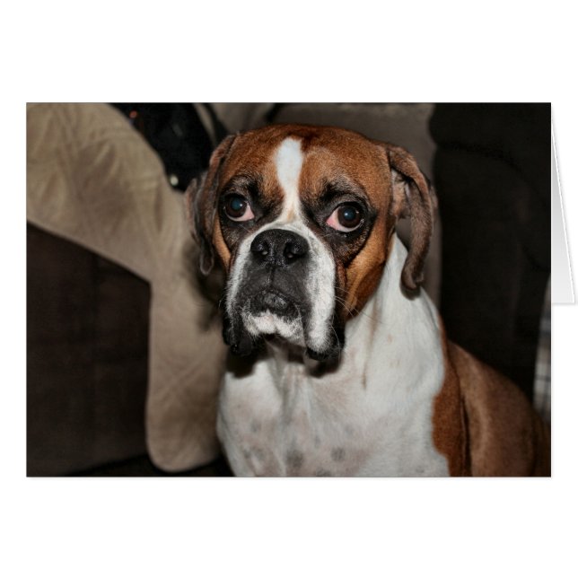 Boxer Hälsningskort (Framsidan Horizontal)