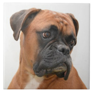 BOXER HUND 3, Pet Kärlek, Best Friend KEEPSAKE Kakelplatta