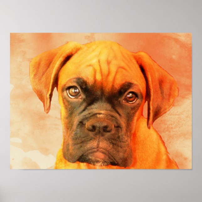 Boxer Hund art poster (Framsidan)