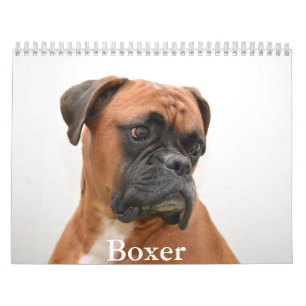 Boxer Hund Calendar Kalender
