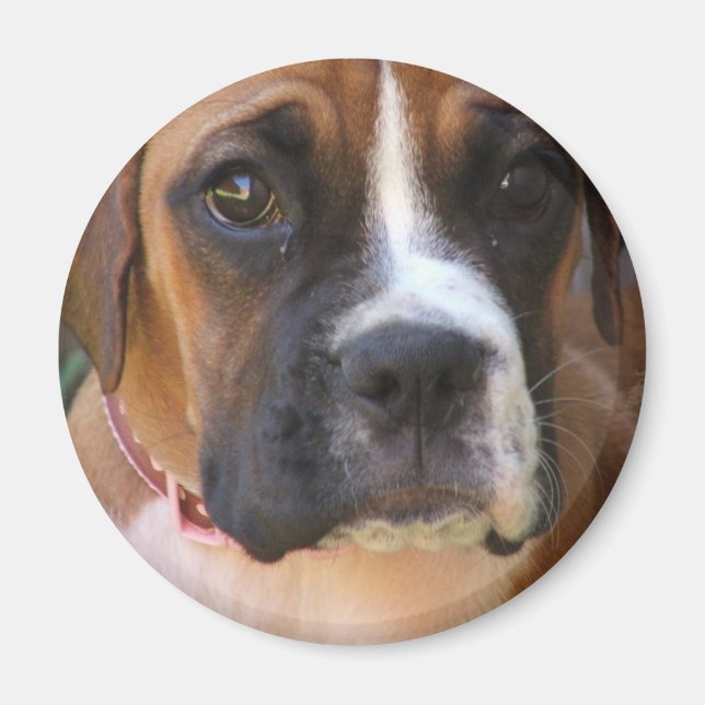 Boxer Hund design Magnet (Framsidan)