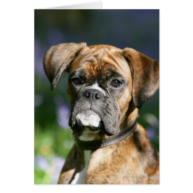 Boxer Hund Headshot Hälsningskort (Framsidan)
