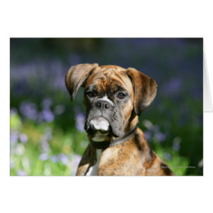 Boxer Hund Headshot Hälsningskort