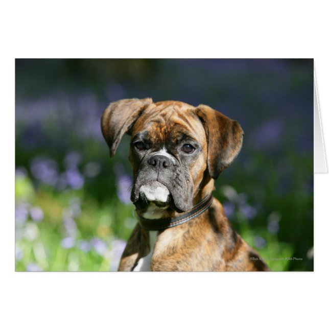 Boxer Hund Headshot Hälsningskort (Framsidan Horizontal)