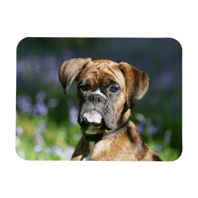 Boxer Hund Headshot Magnet (Horisontell)