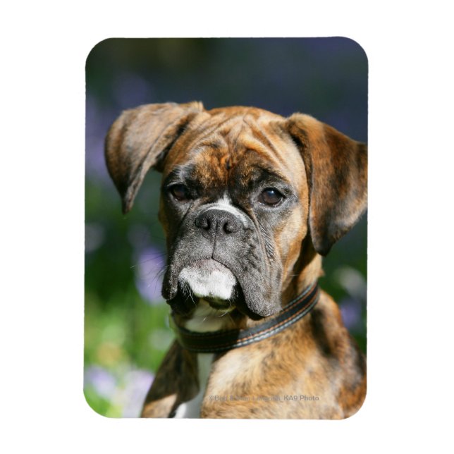 Boxer Hund Headshot Magnet (Vertikal)