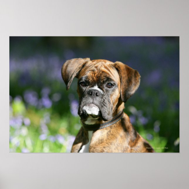 Boxer Hund Headshot Poster (Framsidan)