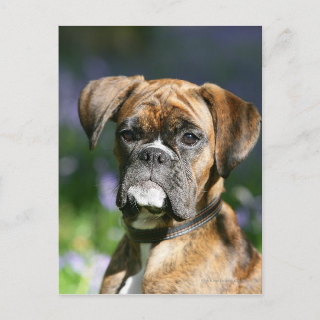 Boxer Hund Headshot Vykort (Framsida)