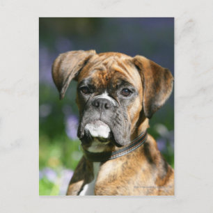 Boxer Hund Headshot Vykort