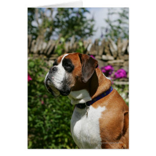 Boxer-Hund i Blommor Hälsningskort