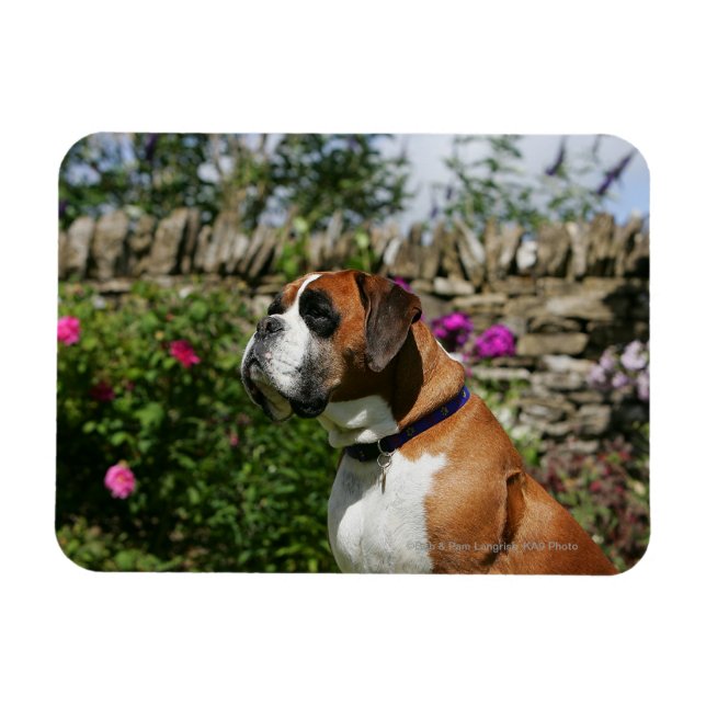 Boxer-Hund i Blommor Magnet (Horisontell)