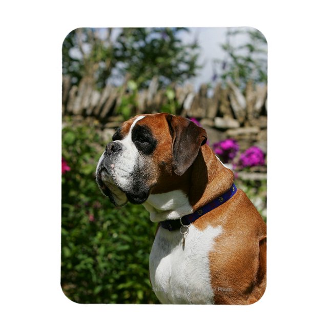 Boxer-Hund i Blommor Magnet (Vertikal)