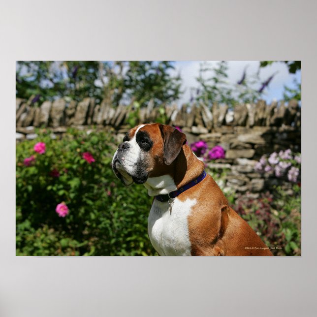 Boxer-Hund i Blommor Poster (Framsidan)
