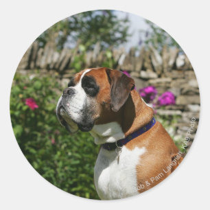 Boxer-Hund i Blommor Runt Klistermärke