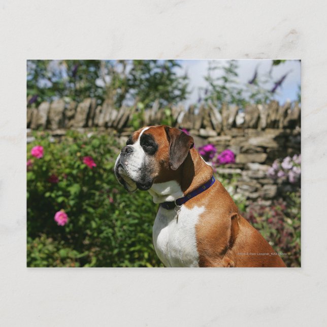 Boxer-Hund i Blommor Vykort (Framsida)
