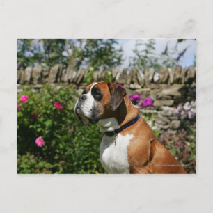 Boxer-Hund i Blommor Vykort