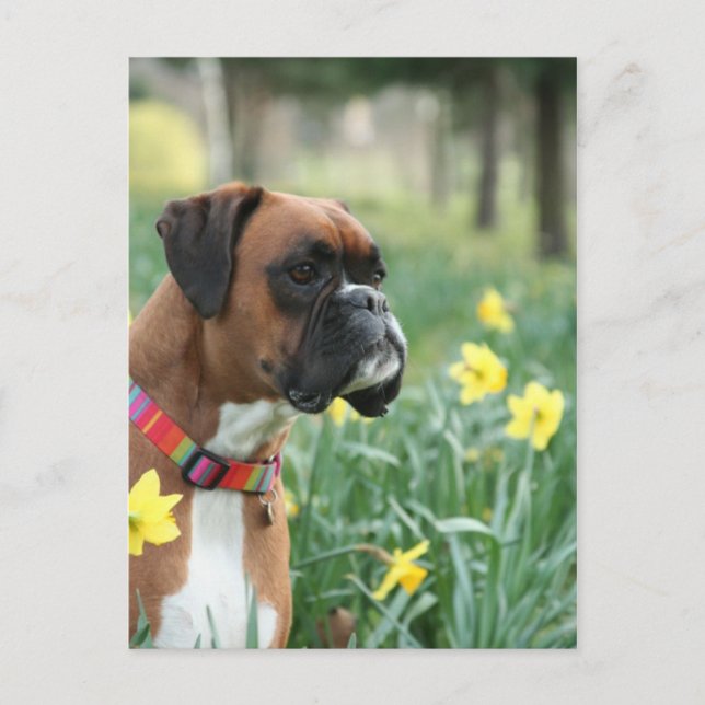 Boxer Hund i Daffodils Vykort (Framsida)