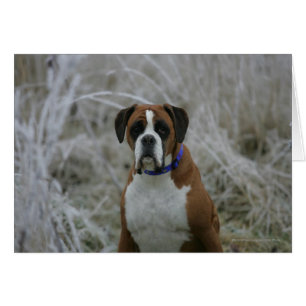 Boxer Hund i Sitta i Frost Hälsningskort