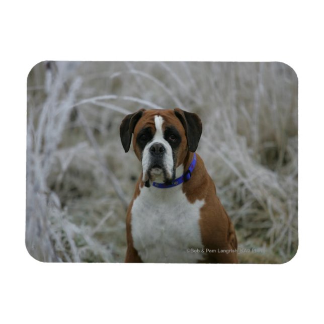 Boxer Hund i Sitta i Frost Magnet (Horisontell)