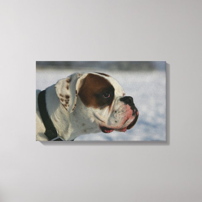 Boxer Hund i Snö Canvastryck (Framsida)