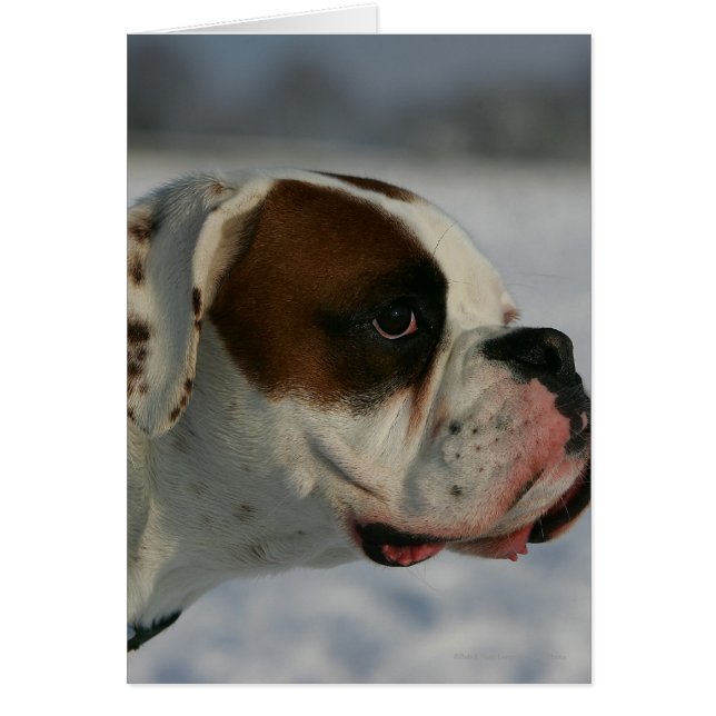 Boxer Hund i Snö Hälsningskort (Framsidan)