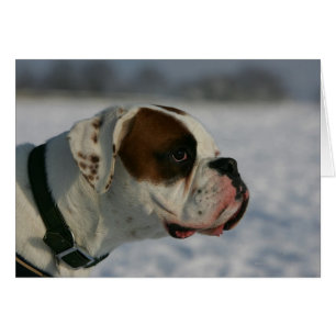 Boxer Hund i Snö Hälsningskort