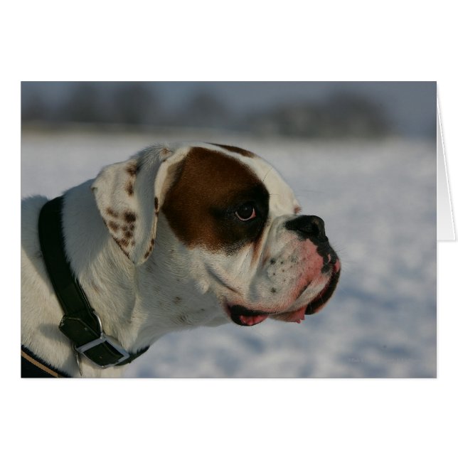 Boxer Hund i Snö Hälsningskort (Framsidan Horizontal)