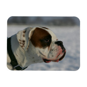 Boxer Hund i Snö Magnet