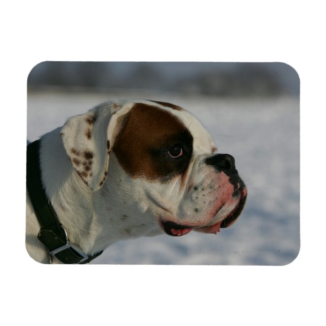Boxer Hund i Snö Magnet (Horisontell)