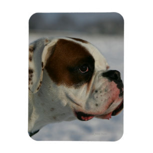 Boxer Hund i Snö Magnet