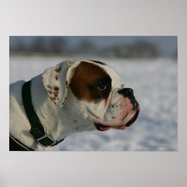 Boxer Hund i Snö Poster (Framsidan)
