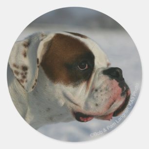 Boxer Hund i Snö Runt Klistermärke