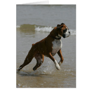 Boxer Hund i Vatten Hälsningskort