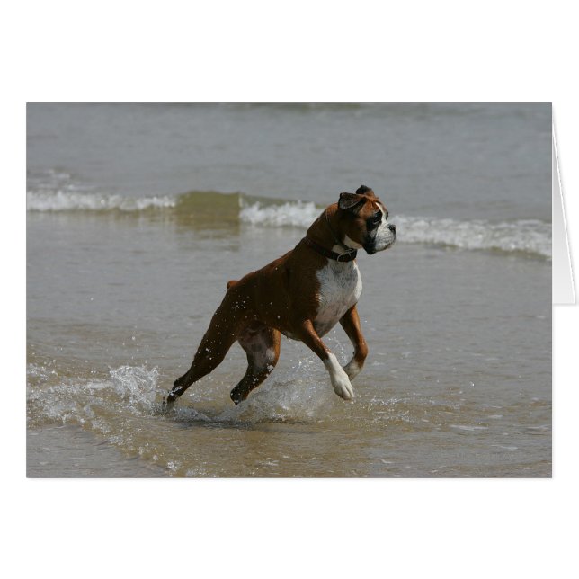 Boxer Hund i Vatten Hälsningskort (Framsidan Horizontal)