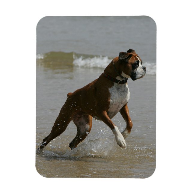 Boxer Hund i Vatten Magnet (Vertikal)
