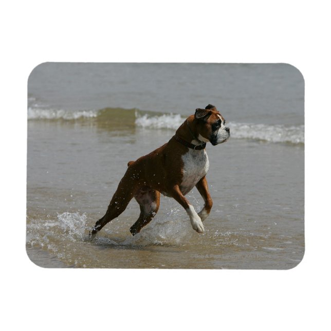 Boxer Hund i Vatten Magnet (Horisontell)