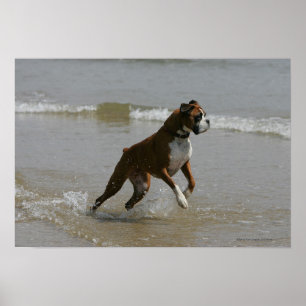 Boxer Hund i Vatten Poster