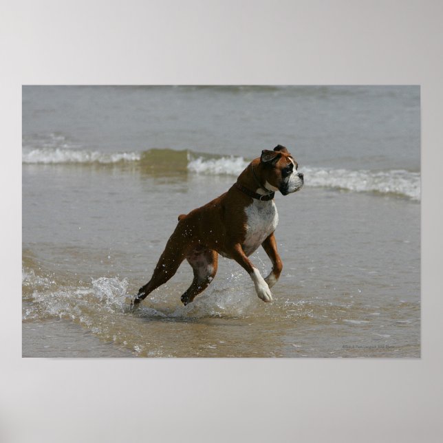 Boxer Hund i Vatten Poster (Framsidan)
