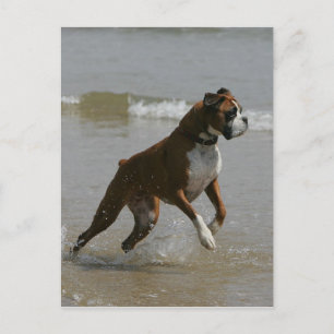 Boxer Hund i Vatten Vykort