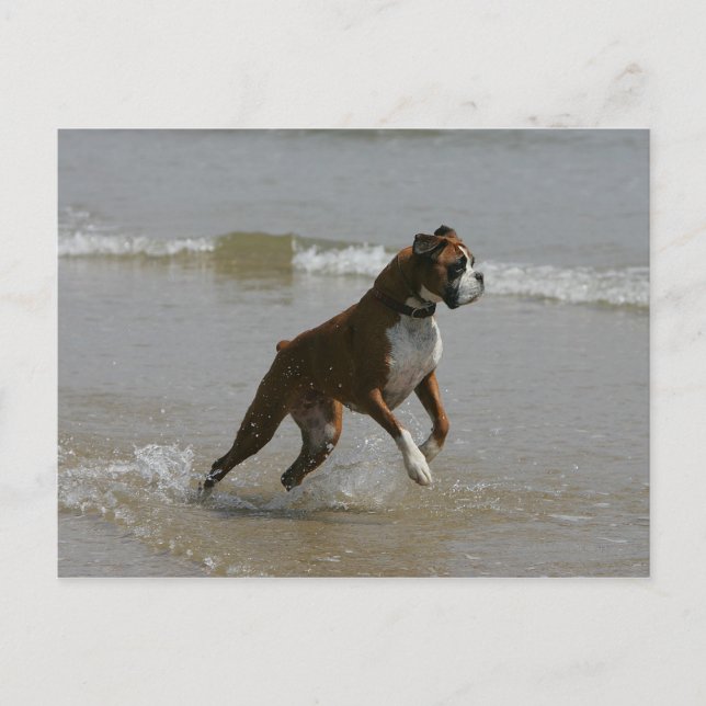 Boxer Hund i Vatten Vykort (Framsida)