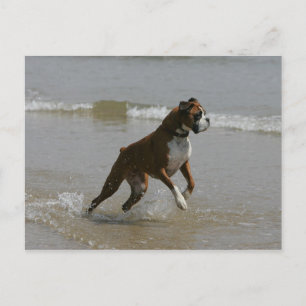 Boxer Hund i Vatten Vykort