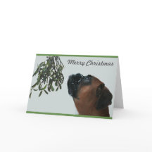 Boxer Hund Jolie with Mistletoe