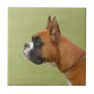 Boxer Hund Kakelplatta