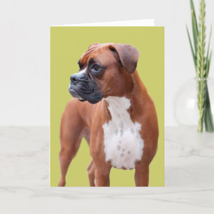Boxer hund kort