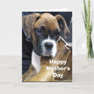 BOXER HUND  KORT