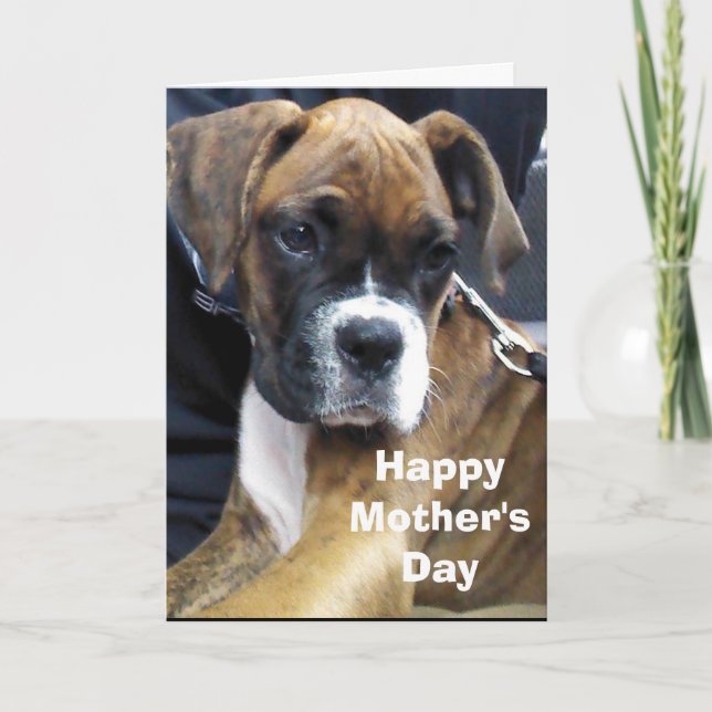 BOXER HUND  KORT (Framsida)