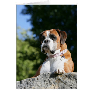 Boxer Hund Lutning på Sten Hälsningskort